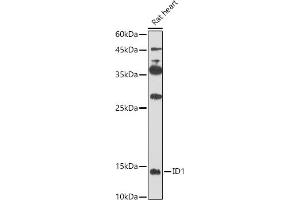 Western blot analysis of extracts of Rat heart, using ID1 antibody (ABIN6130480, ABIN6142136, ABIN6142137 and ABIN6224493) at 1:500 dilution.