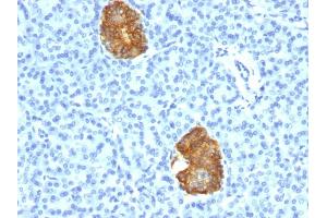 Formalin-fixed, paraffin-embedded human Pancreas stained with Insulin Mouse Monoclonal Antibody (E2-E3+2D11-H5).