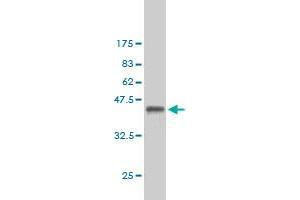 Western Blot detection against Immunogen (36. (Exportin 2 anticorps  (AA 872-971))