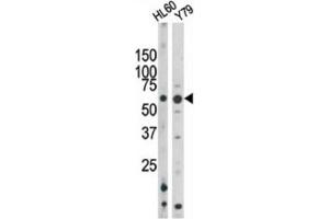 Western Blotting (WB) image for anti-RAD9 Homolog A (S. Pombe) (RAD9A) (pSer328) antibody (ABIN3001777) (RAD9A anticorps  (pSer328))