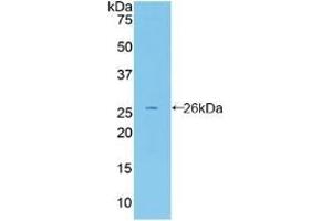 Detection of Recombinant FBLN2, Mouse using Polyclonal Antibody to Fibulin 2 (FBLN2) (FBLN2 anticorps  (AA 896-1106))