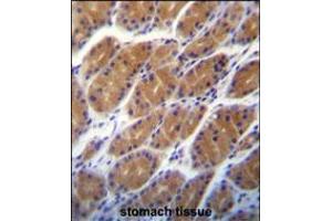 immunohistochemistry analysis in formalin fixed and paraffin embedded human stomach tissue followed by peroxidase conjugation of the secondary antibody and DAB staining. (Claudin 2 anticorps  (C-Term))