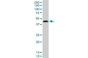 PPP1R8 monoclonal antibody (M21), clone 1G11. (PPP1R8 anticorps  (AA 1-209))
