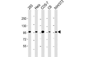 All lanes : Anti-CTNNB1 Antibody (C-term) at 1:4000 dilution Lane 1: 293 whole cell lysate Lane 2: Hela whole cell lysate Lane 3: COS-7 whole cell lysate Lane 4: C6 whole cell lysate Lane 5: NIH/3T3 whole cell lysate Lysates/proteins at 20 μg per lane.