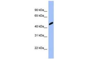 Image no. 1 for anti-Retinoblastoma Binding Protein 7 (RBBP7) (AA 323-372) antibody (ABIN6741662)