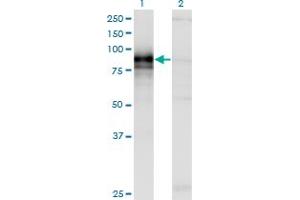 Western Blot analysis of HHIP expression in transfected 293T cell line by HHIP monoclonal antibody (M01), clone 5D11.