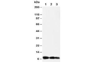 Western blot testing of IP10 antibody and Lane 1:  recombinant human protein 10ng