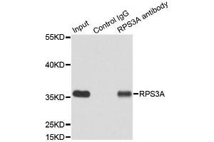Immunoprecipitation analysis of 200ug extracts of MCF7 cells using 3ug RPS3A antibody. (RPS3A anticorps  (AA 1-264))
