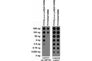 Serial dilutions of BSA-conjugated modified and unmodified peptides dotted onto membrane and probed with N227/21 (left) and loading control (right) TC supe. (MECP2 anticorps  (dimethylated))