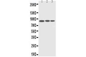 Anti-CDC5L antibody, Western blotting Lane 1: HELA Cell Lysate Lane 2: RAJI Cell Lysate Lane 3: A549 Cell Lysate (CDC5L anticorps  (C-Term))