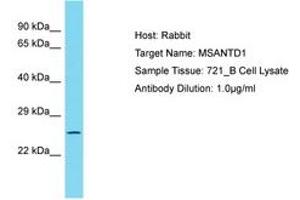 Image no. 1 for anti-Myb/SANT-Like DNA-Binding Domain Containing 1 (MSANTD1) (AA 159-208) antibody (ABIN6750796) (MSANTD1 anticorps  (AA 159-208))