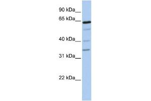 GALNTL1 anticorps  (N-Term)
