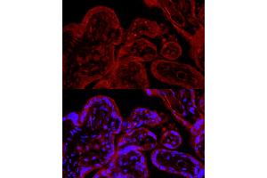 Immunofluorescence analysis of human placenta cells using eNOS Rabbit pAb (ABIN3022121, ABIN3022122, ABIN3022123 and ABIN6218610) at dilution of 1:50 (40x lens). (ENOS anticorps  (AA 1-120))