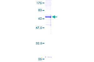 DNAJB5 Protein (AA 1-386) (GST tag)