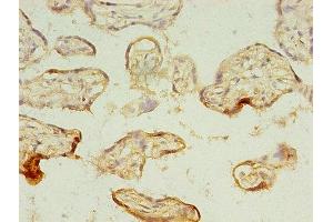 Immunohistochemistry of paraffin-embedded human placenta tissue using ABIN7159252 at dilution of 1:100 (MAGEA1 anticorps  (AA 2-225))