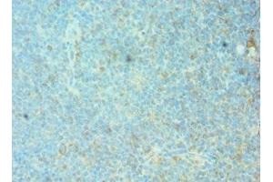 Immunohistochemistry of paraffin-embedded human tonsil tissue using ABIN7153122 at dilution of 1:100