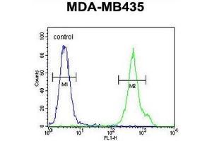 CD1E Antibody (Center) flow cytometric analysis of MDA-MB435 cells (right histogram) compared to a negative control cell (left histogram). (CD1e anticorps  (Middle Region))