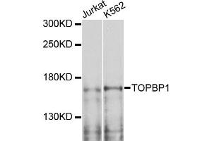 Western blot analysis of extracts of various cell lines, using TOPBP1 antibody.