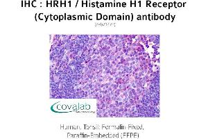 Image no. 2 for anti-Histamine Receptor H1 (HRH1) (3rd Cytoplasmic Domain) antibody (ABIN1735570)