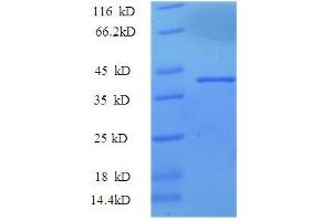 SDS-PAGE (SDS) image for Interleukin 33 (IL33) (AA 129-282) protein (GST tag) (ABIN5709747)