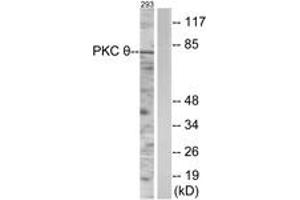 Western blot analysis of extracts from 293 cells, using PKC thet (Ab-538) Antibody. (PKC theta anticorps  (AA 504-553))