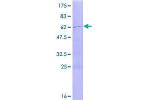 Image no. 1 for Tripartite Motif-containing 4 (TRIM4) (AA 1-294) protein (GST tag) (ABIN1323680)