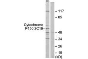 Western blot analysis of extracts from 293 cells, using Cytochrome P450 2C19 Antibody. (CYP2C19 anticorps  (AA 241-290))