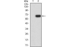 Western blot analysis using CD155 mAb against HEK293 (1) and CD155 (AA: 21-343)-hIgGFc transfected HEK293 (2) cell lysate.