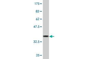 Western Blot detection against Immunogen (36.