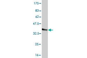 Western Blot detection against Immunogen (37.