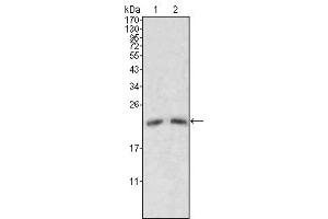 Western Blot showing ApoM antibody used against human serum (1, 2). (Apolipoprotein M anticorps)