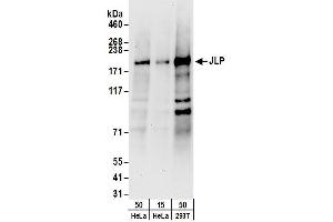Western Blotting (WB) image for anti-Sperm Associated Antigen 9 (SPAG9) (AA 775-825) antibody (ABIN7454612) (SPAG9 anticorps  (AA 775-825))