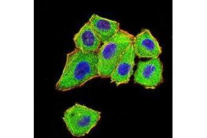 Immunofluorescence analysis of Hela cells using DDX1 mouse mAb (green).