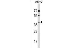 AKR1E2 Antibody (C-term) (ABIN1537068 and ABIN2850161) western blot analysis in A549 cell line lysates (35 μg/lane).