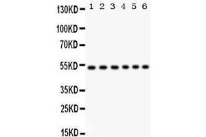 Western Blotting (WB) image for anti-Unc-51-Like Kinase 3 (ULK3) (AA 427-454), (C-Term) antibody (ABIN3043954) (ULK3 anticorps  (C-Term))