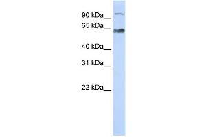 Western Blotting (WB) image for anti-MAU2 Sister Chromatid Cohesion Factor (MAU2) antibody (ABIN2459865) (MAU2/KIAA0892 anticorps)