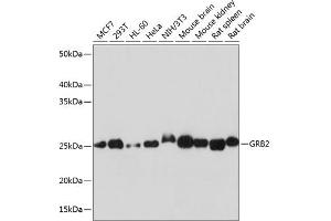 Western blot analysis of extracts of various cell lines, using GRB2 antibody (ABIN7267518) at 1:1000 dilution. (GRB2 anticorps)