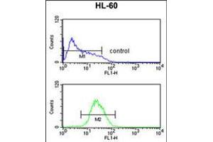 Flow cytometric analysis of HL-60 cells (bottom histogram) compared to a negative control cell (top histogram). (AFT7 anticorps  (N-Term))
