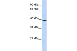 Western Blotting (WB) image for anti-Tripartite Motif Containing 27 (TRIM27) antibody (ABIN2463902) (TRIM27 anticorps)