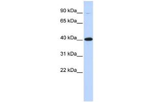 WB Suggested Anti-ZFP42 Antibody Titration:  0. (ZFP42 anticorps  (Middle Region))