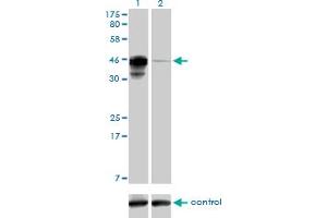 Western blot analysis of CREB3L4 over-expressed 293 cell line, cotransfected with CREB3L4 Validated Chimera RNAi (Lane 2) or non-transfected control (Lane 1). (CREB3L4 anticorps  (AA 1-110))