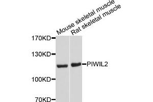 Western blot analysis of extracts of mouse skeletal muscle and rat skeletal muscle cells, using PIWIL2 antibody. (PIWIL2 anticorps)