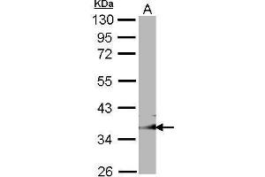 WB Image Sample (30 ug of whole cell lysate) A: NIH-3T3 10% SDS PAGE GULP1 antibody antibody diluted at 1:1000