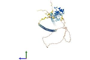 AlphaFold protein structure predicition of Human Recombinant ZRSR2 Protein, UniprotID Q15696