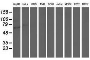 Image no. 1 for anti-rho GTPase Activating Protein 25 (ARHGAP25) antibody (ABIN1496709) (ARHGAP25 anticorps)