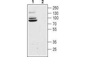 Western blot analysis of rat brain lysate: - 1. (HCN4 anticorps  (Intracellular, N-Term))