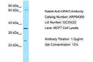 Western Blotting (WB) image for anti-ORAI Calcium Release-Activated Calcium Modulator 3 (ORAI3) (C-Term) antibody (ABIN2789818) (ORAI3 anticorps  (C-Term))