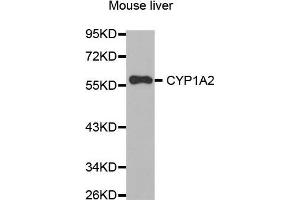 Western Blotting (WB) image for anti-Cytochrome P450, Family 1, Subfamily A, Polypeptide 2 (CYP1A2) (AA 205-305) antibody (ABIN1679470)