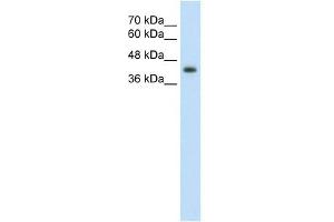 GNAS antibody used at 2. (GNAS anticorps  (N-Term))
