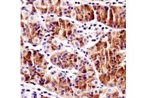 RBPJ antibody immunohistochemistry analysis in formalin fixed and paraffin embedded human stomach tissue.